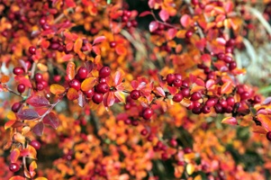 NUM_0968