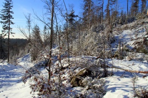 IMG_7794