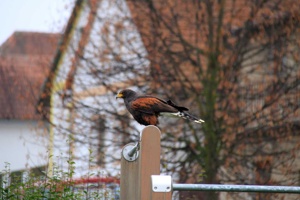 IMG_5905