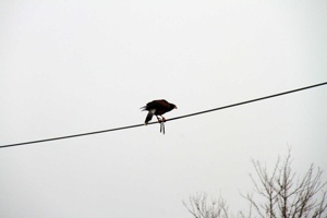 IMG_5906