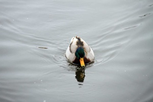 IMG_5975