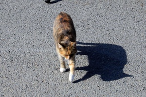 IMG_0366