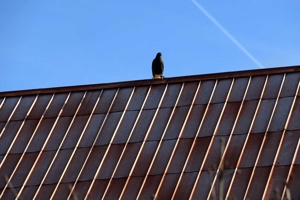 IMG_4529