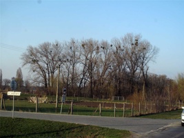 SV-294.jpg
