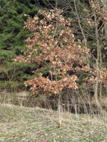 SY-345.jpg