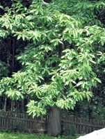 PP-204.jpg