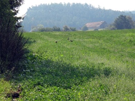 QT-185.jpg