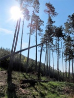WX-019.jpg