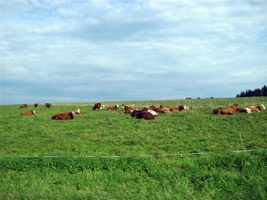 YK-236.jpg