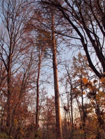 ZB-079.jpg