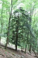 ABG 039.jpg