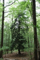 ABG 040.jpg