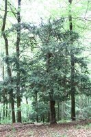 ABG 041.jpg