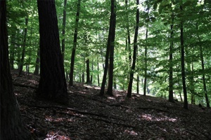 ABG 050.jpg