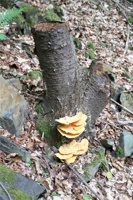 ABG 068.jpg