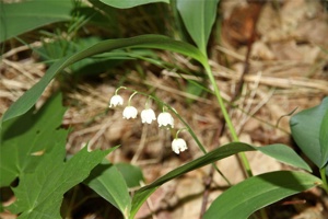 ABG 073.jpg