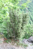 ABG 134.jpg