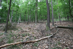 ABG 206.jpg