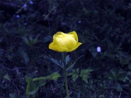 17.6.2004-10-20-44.jpg