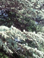 18.6.2004-14-19-16.jpg