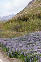 IMG_6719.jpg