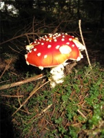 RJ-092.jpg