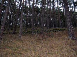 RJ-121.jpg