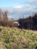 RR-155.jpg