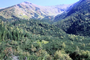 AGY-081