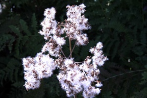AGY-176