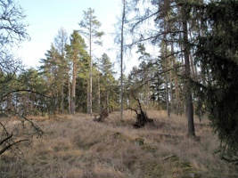 RR-188.jpg