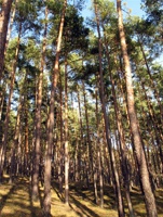 RR-197.jpg