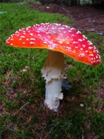 IP054.JPG