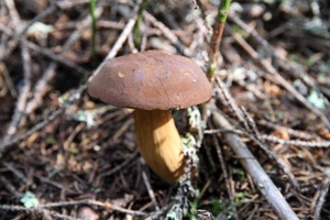 ALJ-077