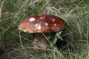 ALJ-087