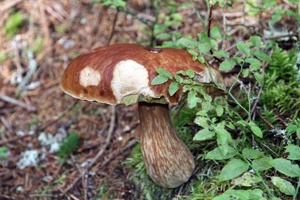 ALJ-095