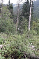 ALJ-124