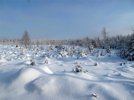 SH-084.jpg