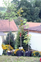 APG-048