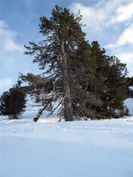 SI-566.jpg