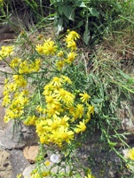 IMG_4482.jpg