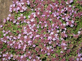 IMG_5296.jpg