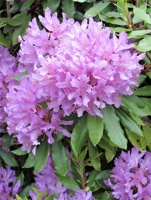 IMG_6174.jpg