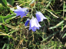 IMG_0911